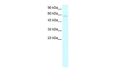 Western Blot: TRIM10 Antibody [NBP2-85982]
