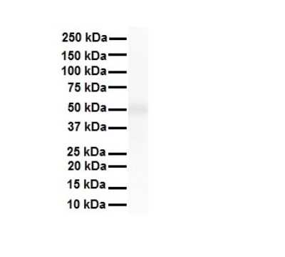 Western Blot: TRIM10 Antibody [NBP2-85984]