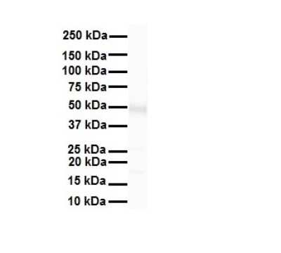 Western Blot: TRIM10 Antibody [NBP2-85985]