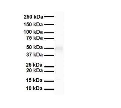 Western Blot: TRIM15 Antibody [NBP2-82361]