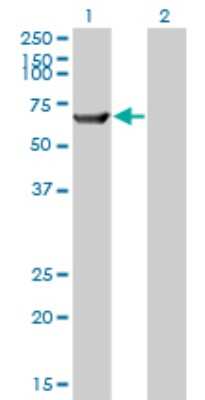 Western Blot: TRIM16 Antibody (5F4) [H00010626-M01]