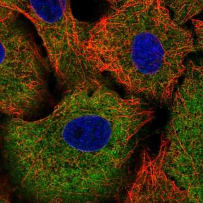 Immunocytochemistry/ Immunofluorescence: TRIM16 Antibody [NBP2-56990]