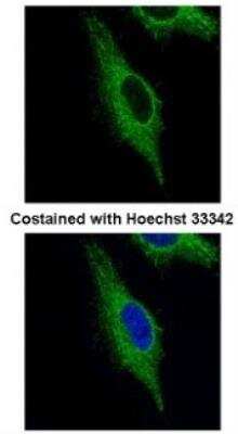 Immunocytochemistry/ Immunofluorescence: TRIM23 Antibody [NB100-78620]