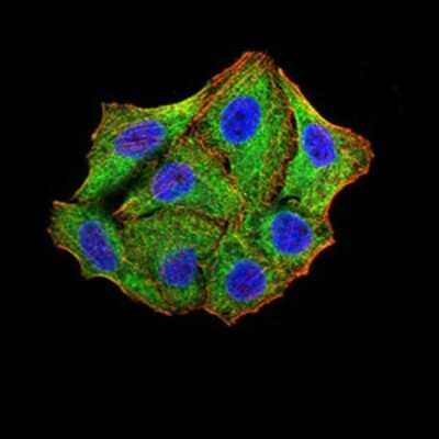 Immunocytochemistry/ Immunofluorescence: TRIM25 Antibody (5B5B12) - BSA Free [NBP2-61814]
