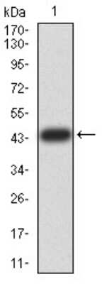 Western Blot: TRIM25 Antibody (5B5B12)BSA Free [NBP2-61814]
