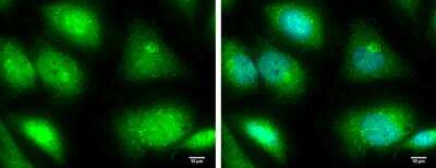 Immunocytochemistry/ Immunofluorescence: TRIM25 Antibody [NBP1-32050]