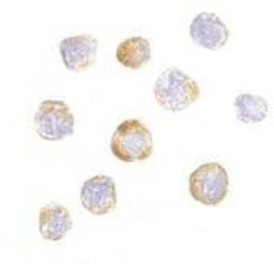 Immunocytochemistry/ Immunofluorescence: TRIM25 Antibody - BSA Free [NBP1-76825]