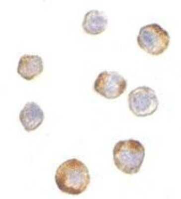 Immunocytochemistry/ Immunofluorescence: TRIM25 Antibody - BSA Free [NBP1-76826]