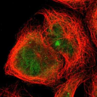 Immunocytochemistry/ Immunofluorescence: TRIM25 Antibody [NBP1-84891]