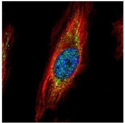 Immunocytochemistry/ Immunofluorescence: TRIM27 Antibody [NBP1-32098]