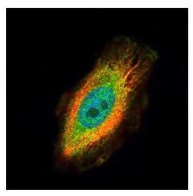 Immunocytochemistry/ Immunofluorescence: TRIM27 Antibody [NBP2-20711]