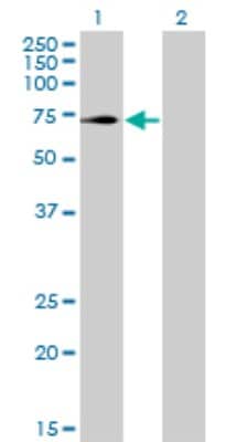 Western Blot: TRIM32 Antibody (2E5) [H00022954-M09]