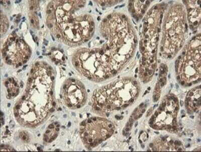 Immunohistochemistry: TRIM45 Antibody (OTI3G3) - Azide and BSA Free [NBP2-74612]