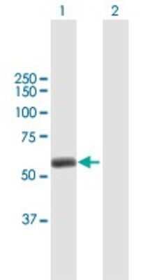 Western Blot: TRIM45 Antibody [H00080263-B01P]