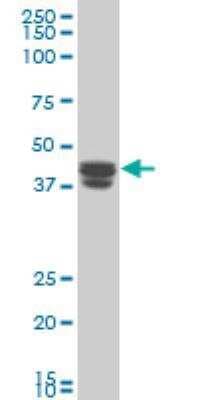 Western Blot: TRIM5 Antibody (2A6) [H00085363-M06]