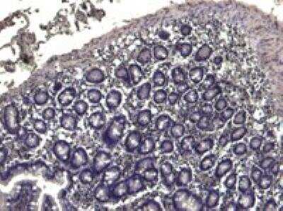 Immunohistochemistry-Paraffin: TRIM5 Antibody [NB100-1226]