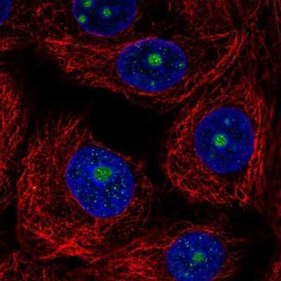 Immunocytochemistry/ Immunofluorescence: TRIM52 Antibody [NBP2-31651]