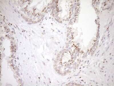Immunohistochemistry: TRIM56 Antibody (OTI5A1) - Azide and BSA Free [NBP2-74613]