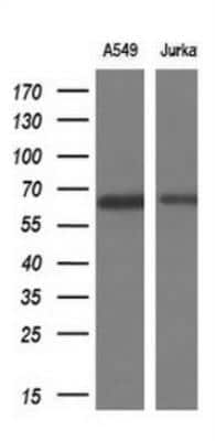 Western Blot: TRIM9 Antibody (OTI2D6) [NBP2-03794]