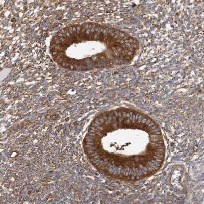 Immunohistochemistry-Paraffin: TRIP1 Antibody [NBP1-84874]
