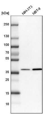 Western Blot: TRIP1 Antibody [NBP1-84873]