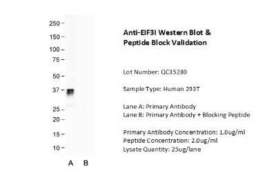 Western Blot: TRIP1 Antibody [NBP1-98293]