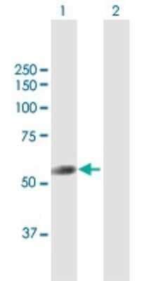Western Blot: TRIT1 Antibody [H00054802-B01P]