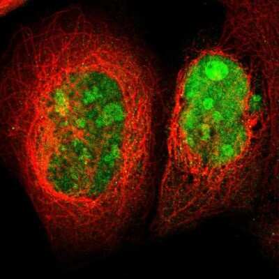 Immunocytochemistry/ Immunofluorescence: TRMT5 Antibody [NBP1-82909]