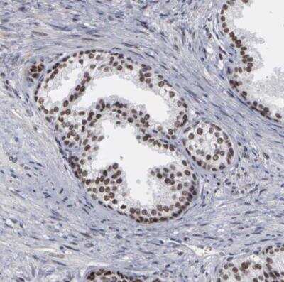 Immunohistochemistry-Paraffin: TRMT5 Antibody [NBP1-82909]