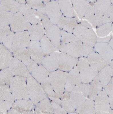 Immunohistochemistry-Paraffin: TRMT5 Antibody [NBP1-82909]