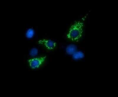 Immunofluorescence: TRMU Antibody (OTI2A4) [NBP2-46016]