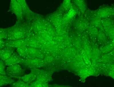 Immunocytochemistry/ Immunofluorescence: TRP7 Antibody (N64A/36) [NBP1-48318]