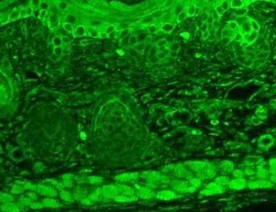 Immunohistochemistry: TRP7 Antibody (N64A/36) [NBP1-48318]