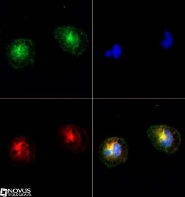 Immunocytochemistry/ Immunofluorescence: TRPM2 Antibody - BSA Free [NB110-81601]