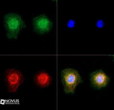 Immunocytochemistry/ Immunofluorescence: TRPM2 Antibody - BSA Free [NB110-82364]