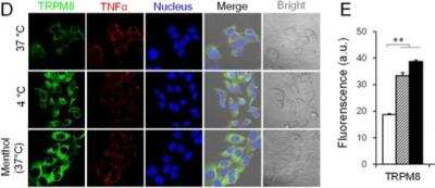 Immunocytochemistry/ Immunofluorescence: TRPM8 Antibody - BSA Free [NBP1-97311]