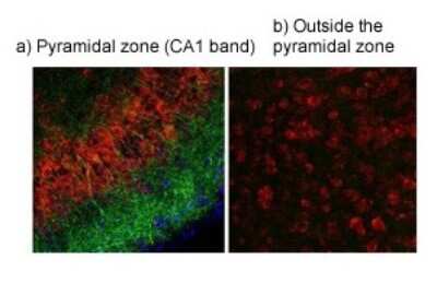 Immunohistochemistry-Paraffin: TRPV4 Antibody [NBP2-82364]