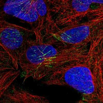 Immunocytochemistry/ Immunofluorescence: TRUB1 Antibody [NBP1-80866]