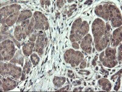 Immunohistochemistry: TSC22/TSC22D1 Antibody (OTI4H8) [NBP2-46238]