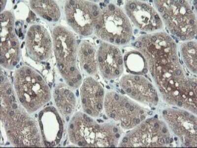 Immunohistochemistry: TSC22/TSC22D1 Antibody (OTI4H8) [NBP2-46238]