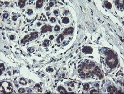 Immunohistochemistry: TSC22/TSC22D1 Antibody (OTI4H8) [NBP2-46238]