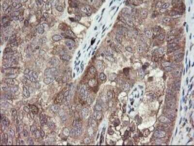 Immunohistochemistry: TSC22/TSC22D1 Antibody (OTI4H8) - Azide and BSA Free [NBP2-74654]