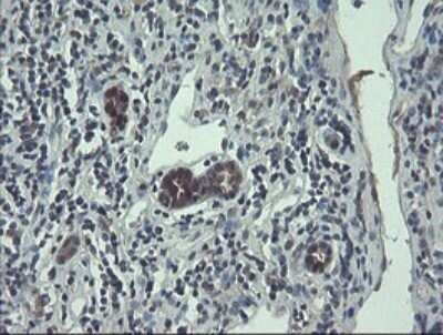 Immunohistochemistry: TSC22/TSC22D1 Antibody (OTI4H8) - Azide and BSA Free [NBP2-74654]
