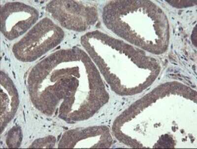 Immunohistochemistry: TSC22/TSC22D1 Antibody (OTI4H8) - Azide and BSA Free [NBP2-74654]