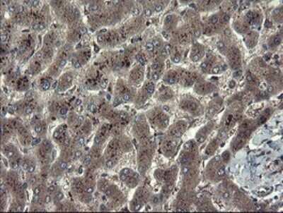 Immunohistochemistry: TSC22/TSC22D1 Antibody (OTI4H8) - Azide and BSA Free [NBP2-74654]