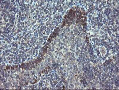 Immunohistochemistry: TSC22/TSC22D1 Antibody (OTI4H8) - Azide and BSA Free [NBP2-74654]