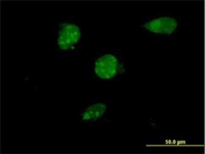 Immunocytochemistry/ Immunofluorescence: TSC22D4 Antibody (1C12) [H00081628-M08]
