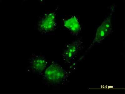 Immunocytochemistry/ Immunofluorescence: TSC22D4 Antibody (3C5) [H00081628-M06]