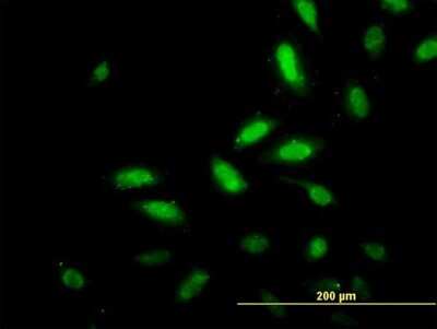 Immunocytochemistry/ Immunofluorescence: TSC22D4 Antibody (4G7) [H00081628-M07]