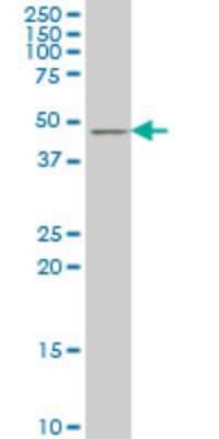 Western Blot: TSC22D4 Antibody (4G7) [H00081628-M07]